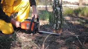 How Our Tree Care Process Works  in  Twin Falls, ID